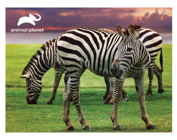 Prime 3D Puzzles - Anmal Planet - Zebra 500 pcs Puzzle